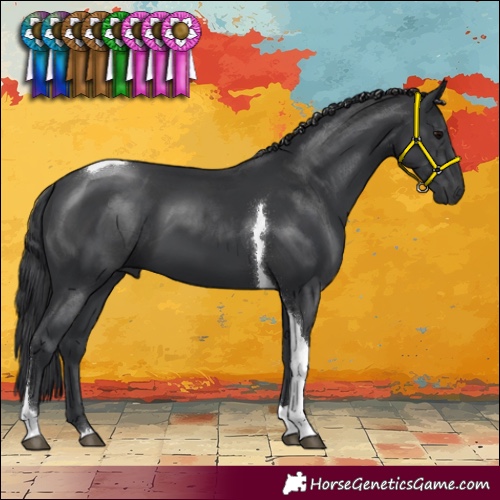 Horse Color:Black Tobiano