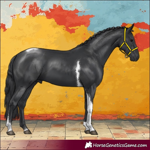 Horse Color:Black Tobiano 