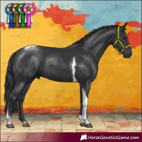 Horse Color:Black Tobiano