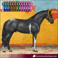 Horse Color:Black Tobiano