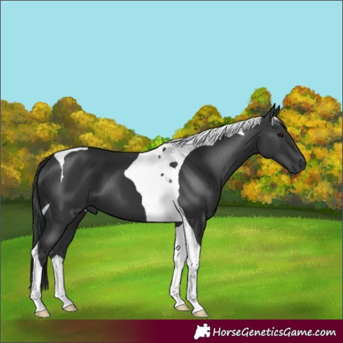 Horse Color:Black Tobiano