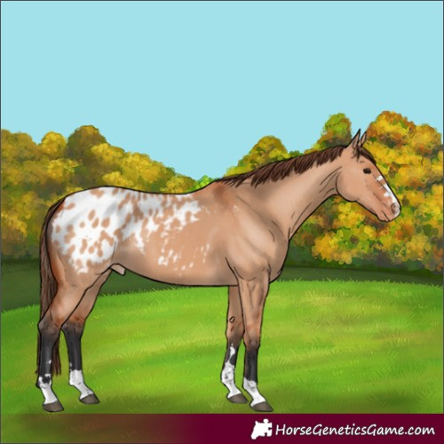 Horse Color:Bay Dun Appaloosa