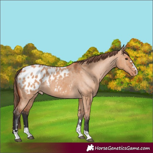 Horse Color:Bay Dun Blanket
