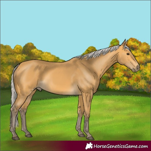 Horse Color:Silver Buckskin 
