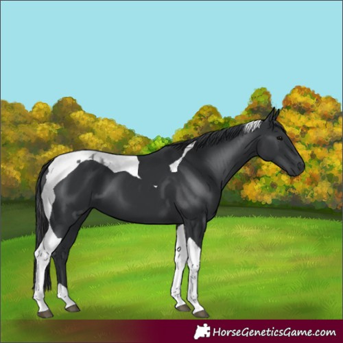 Horse Color:Black Tobiano