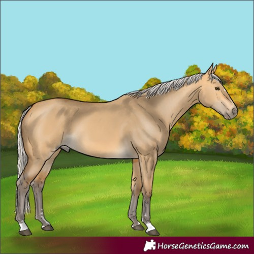 Horse Color:Silver Buckskin Dun