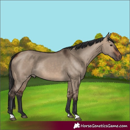 Horse Color:Bay Dun Rabicano 