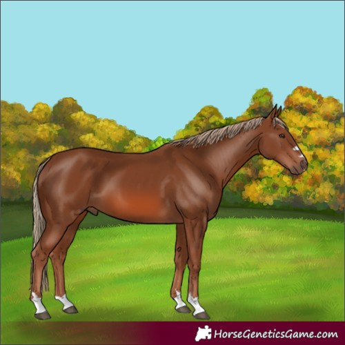 Horse Color:Chestnut 