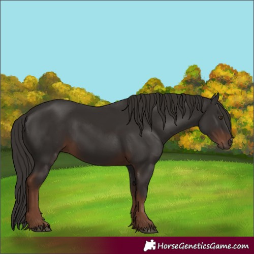 Horse Color:Liver Chestnut 