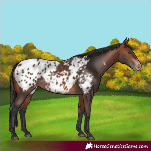 Horse Color:Bay Appaloosa 