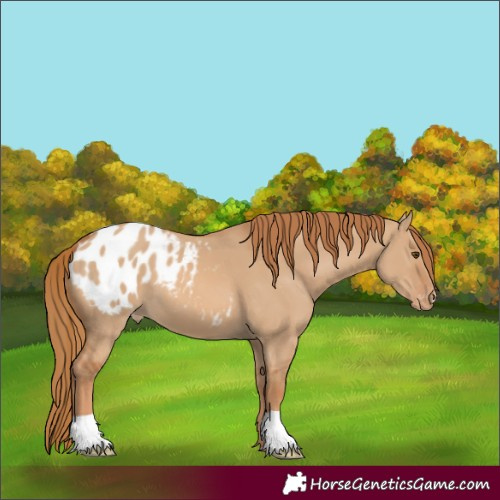 Horse Color:Red Dun Appaloosa 