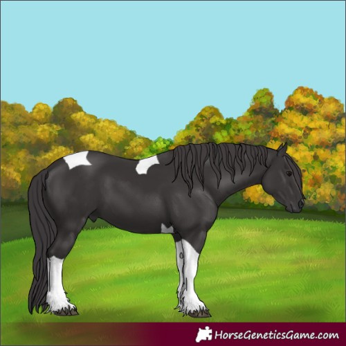 Horse Color:Smoky Black Tobiano 