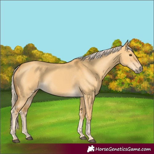 Horse Color:Palomino Dun