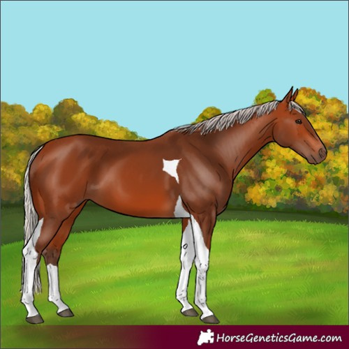 Horse Color:Silver Bay Tobiano