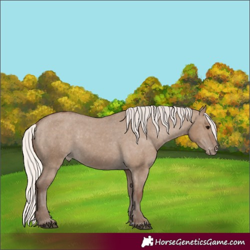 Horse Color:Silver Grullo Varnish