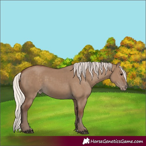 Horse Color:Silver Grullo Appaloosa 