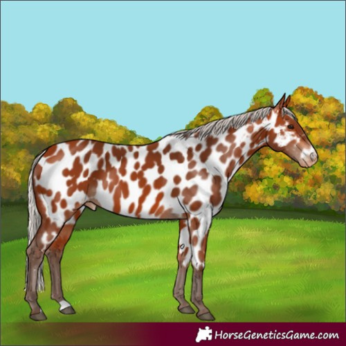 Horse Color:Silver Bay Near Leopard