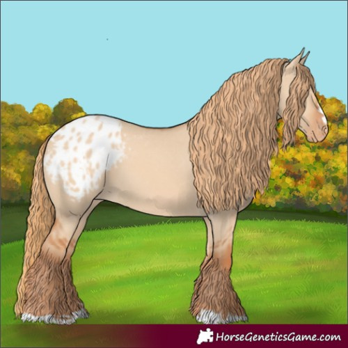 Horse Color:Red Dun Appaloosa 