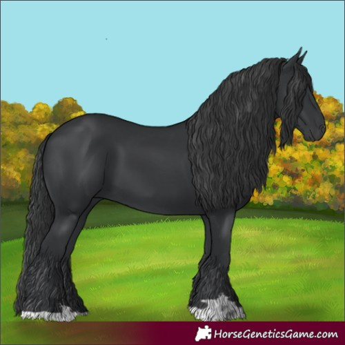 Horse Color:Black 