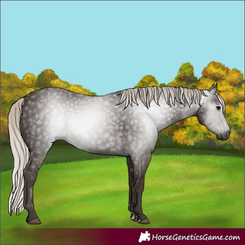 Horse Color:Gray Silver Black 