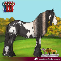 Horse Color:White Spotted Classic Cream Champagne Pearl Dun Appaloosa and White Spotted Smoky Black