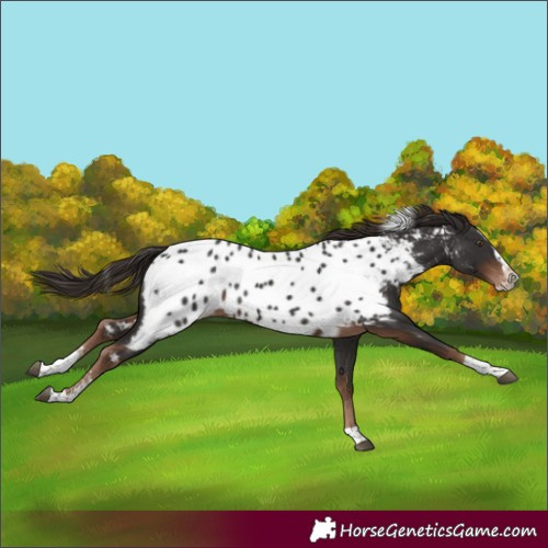 Horse Color:Liver Chestnut Sabino Splash Tobiano Appaloosa Rabicano