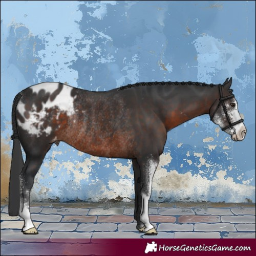 Horse Color:Brown Sabino Appaloosa Rabicano 