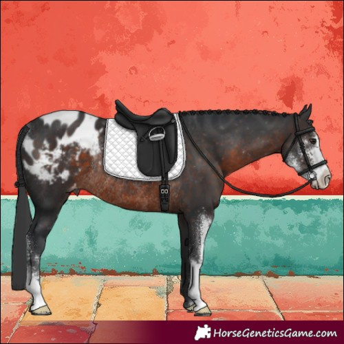 Horse Color:Brown Sabino Appaloosa Rabicano 