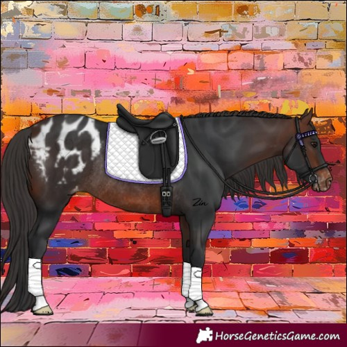 Horse Color:Brown Appaloosa Rabicano 