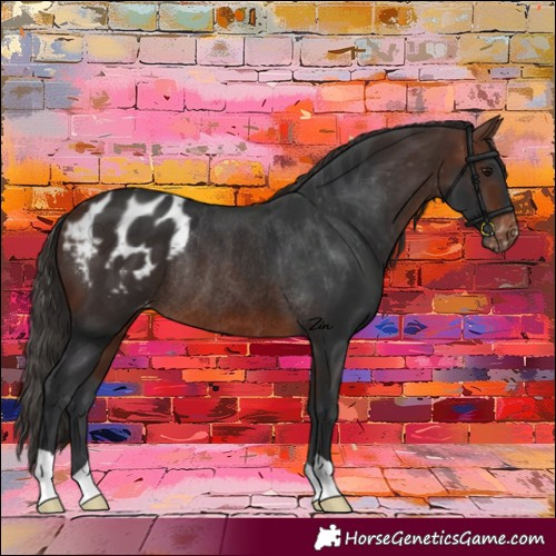 Horse Color:Brown Appaloosa Rabicano
