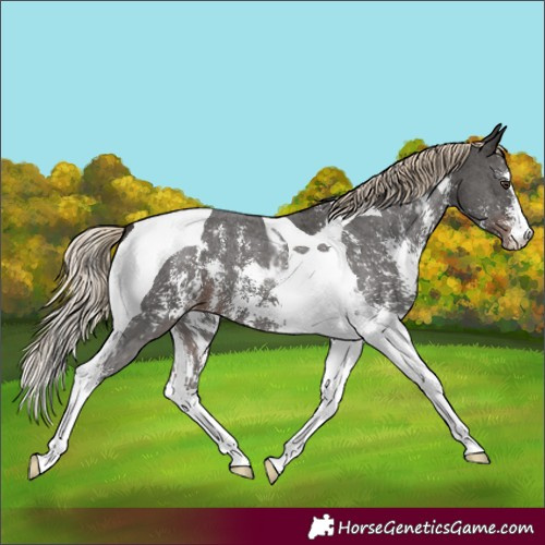 Horse Color:Liver Chestnut Sabino Tobiano Appaloosa