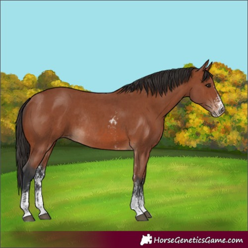 Horse Color:Bay Sabino Rabicano and Bay Sabino Rabicano