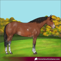 Horse Color:Bay Sabino Rabicano and Bay Sabino Rabicano
