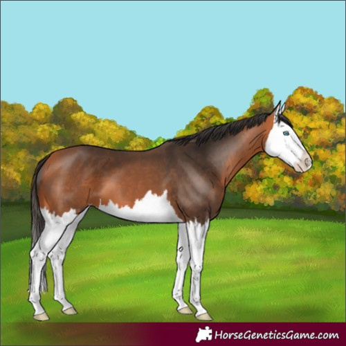 Horse Color:Bay Splash 