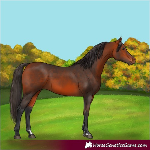 Horse Color:Bay 