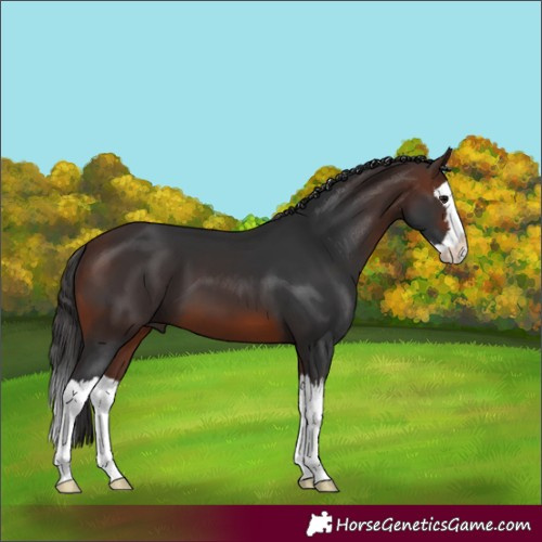 Horse Color:Brown Splash
