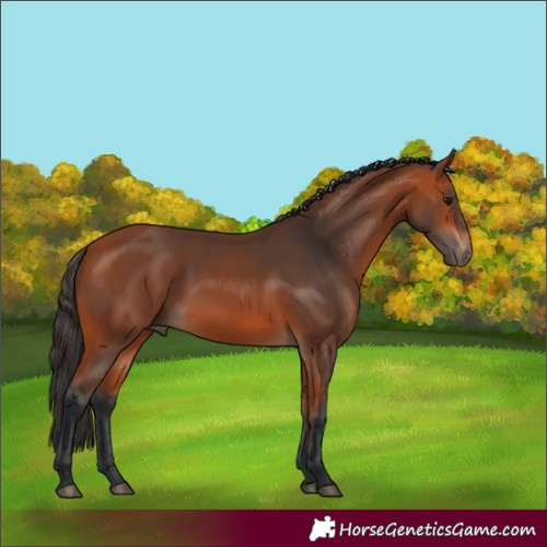 Horse Color:Bay 