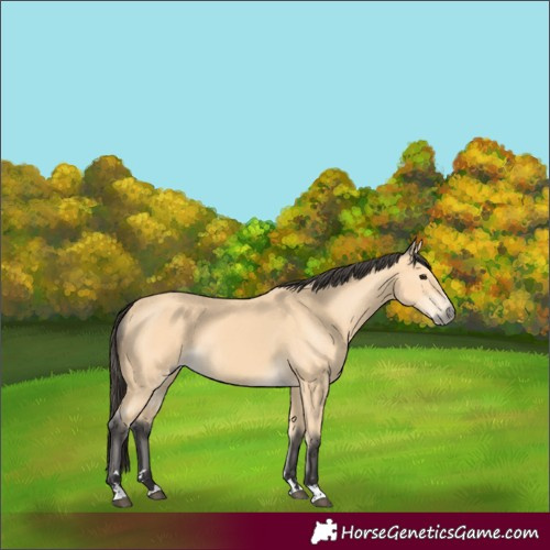 Horse Color:Buckskin 