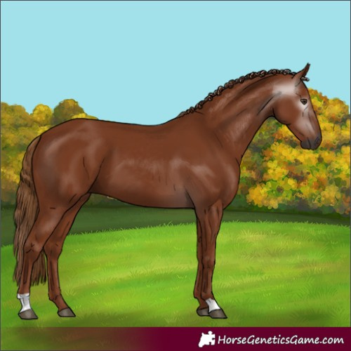 Horse Color:Gray Chestnut