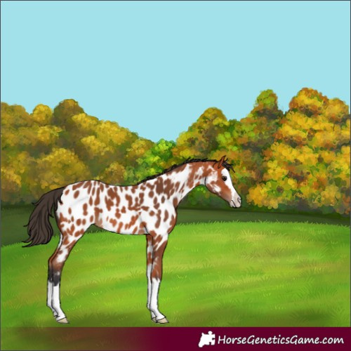 Horse Color:Bay Splash Appaloosa 