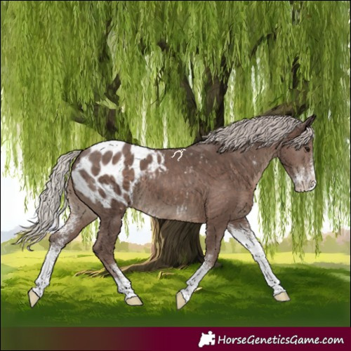 Horse Color:Silver Black Sabino Appaloosa