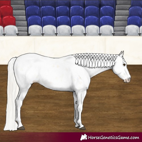 Horse Color:Palomino Sabino 