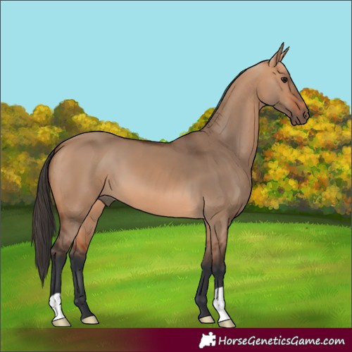 Horse Color:Bay Dun