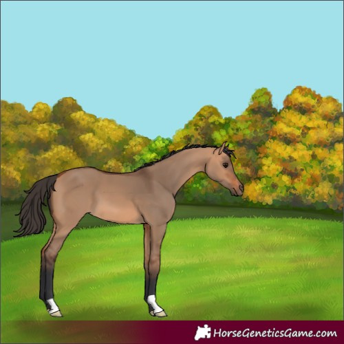 Horse Color:Bay Dun 