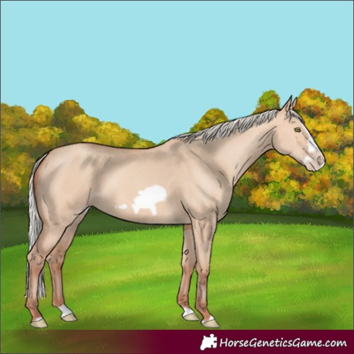 Horse Color:Silver Amber Champagne Dun Splash Frame
