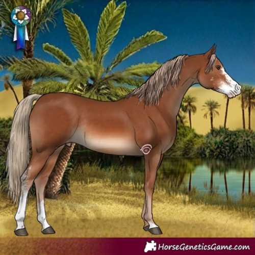 Horse Color:Chestnut Sabino Appaloosa Rabicano 