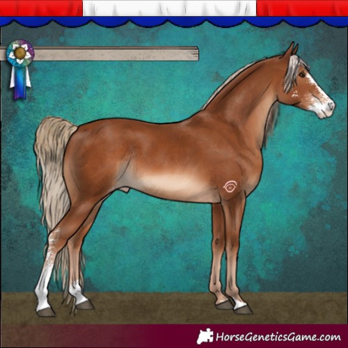 Horse Color:Chestnut Sabino Appaloosa Rabicano