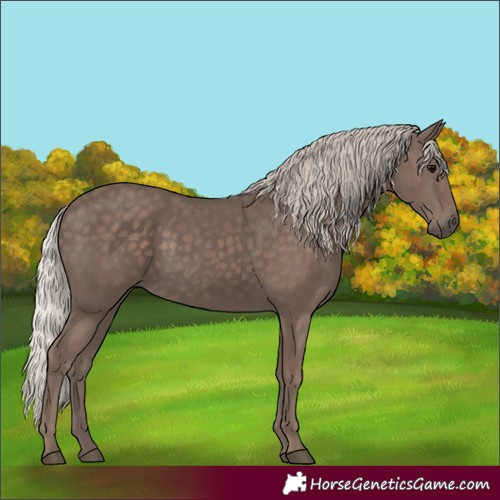 Horse Color:Silver Black