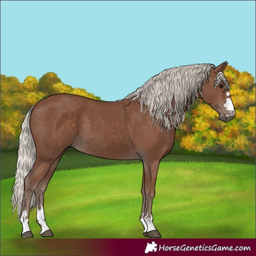 Horse Color:Silver Black