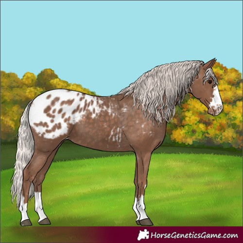 Horse Color:Silver Black Appaloosa 